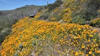 Power Line Trail 393, Desert Super Bloom