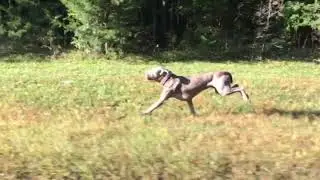 Atlas, a Weimaraner, running like a jaguar