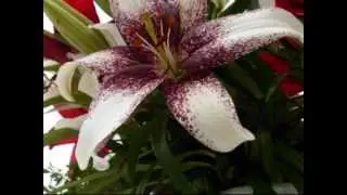 Blumen f&uuml;r eine liebe Freundin     KUNST PREUSCHOFF-PERRIER