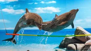 dolphine show at dolphine bay phuket