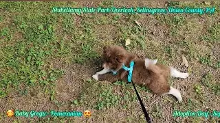 Birthdays Gift 🥰 Baby Grogu Pomeranian 😍 Adoption Day Sept 8th 2023 Music by Kapka and David Peppi