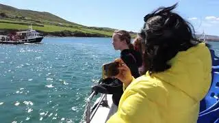 Dingle Boat Tour Ireland