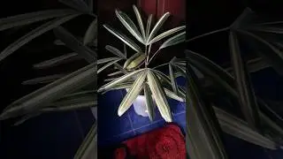 palem waregu varigata #tanamanhias #plant #shortvideo#varigata