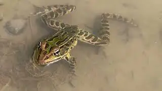 Leopard Frog Song