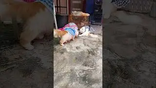This Cat Has ONE Mission: Catch the Ball #catshorts #funnycat #catsbeingcats #playfulcat #catvideo