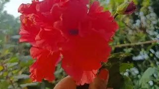 মন ভালো করার বিকেলের লাইভ🫰💖