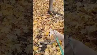Привет от Джима из дома #helpanimals #собака #помощьживотным #щенок #puppy #приют #shelter #rescue