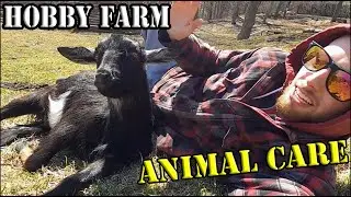 Goats & Chickens - Daily Animal Care Routine - McIron's Homestead - Hobby Farm - Cleaning/Feeding