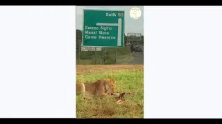 Lion Pride Breakfast ll  Incredible Maasai Mara Lion ll Zebra Plains ll #shorts, #youtubeshort