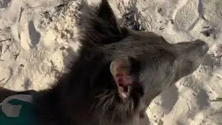 Ace the “Shepinois” playing in the sand