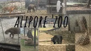 A Tour to Alipore Zoo 🦁 🐘 🐻 🦒 || Zoo diary #01 ✨