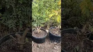 How to Grow a Thick Bonsai Trunk Fast #bonsai #bonsaitree #plants #gardening #shorts