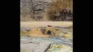 Travertine Hot Springs, Bridgeport CA