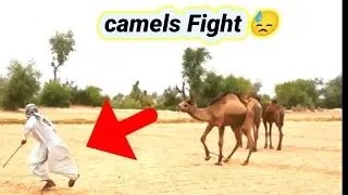danger camel fight camels videos #camel #fight #main #camel #danger #camel #life #beauty #الجمال