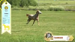 TANMAN