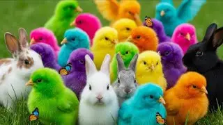 Tangkap Ayam Rainbow & Ikan Hias | Hewan Lucu