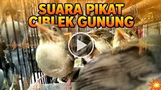 Ciblek gunung bahan pasti langsung yaut dengar suara ini 