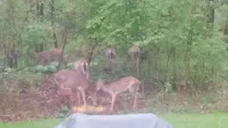 DEER EATING CORN!