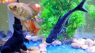 Catch Colorful Tropical Fish in Giant Colorful, Discus, Baby Turtle, Carp, Ranchu Fish, Guppies