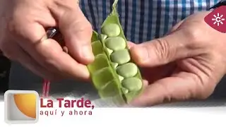 Altramuces: una nutritiva joya de nuestra tierra | La tarde, aqu&iacute; y ahora
