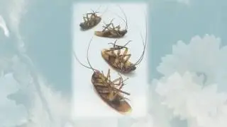 Eastern Suburbs Pest Exterminator for Great Pest Exterminator