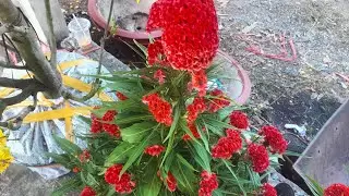 Gathering seeds of Cockscomb and Flame Tree (December 15th) #hoavantho #mauga #flowers #phuongvy ...