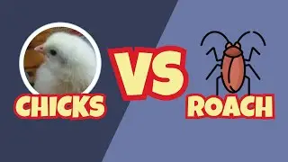 Chicks vs Cockroach &mdash; They Love This Treat! 😲🐥🪳