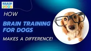 Smart Dogs, Happy Lives: How Brain Training Makes a Difference!