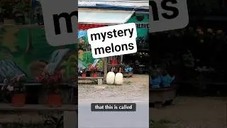 Why are these white melons everywhere in Costa Rica?