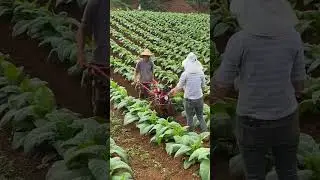 Tobacco Farming #satisfying #shot