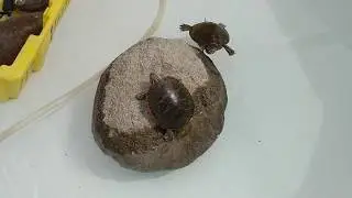 Tortugas pintadas (Chrysemys picta bellii) en su nuevo estanque.