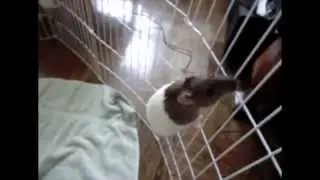Rats Climbing (Slow Motion Animation Reference)