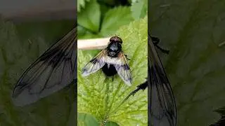 First Great Pied Hoverfly of the year