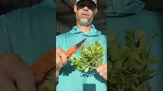 Boxwood cuttings #propagation #propagating #airplants #growingtrees