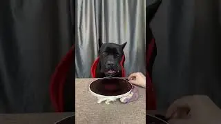 #dog lover mamba and brawny #dogs eat  2