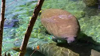 Manatees at Three Sisters Springs in Crystal River, Florida