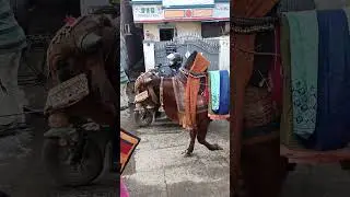 Bullock cart heavy load amazing video village all'working