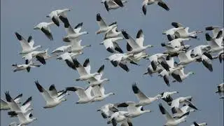 How Climate Change Affects Birds