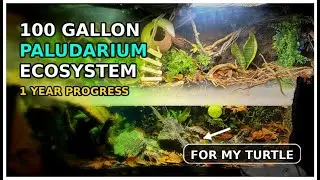 Building a 100 Gallon Paludarium Ecosystem for My Turtle (1 Year Progress)