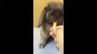 Come si diverte il mio coniglio nano a mangiare la carota! - il mio coniglio nano come gestirlo