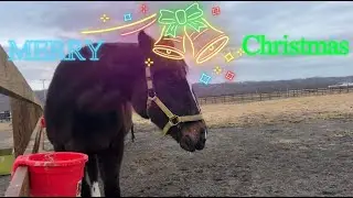 【サンタさんがきた！】ウマレンジャーにもクリスマスがきました。　#horse  #動物   #animals  #馬　#牧場　#動物支援　#日高　#北海道
