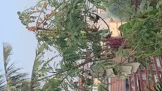 Plant trees, and birds will come.
