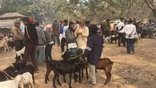 आज  कुकड़ू हाट गये थे // kukru hat jharkand // kukru Murga market
