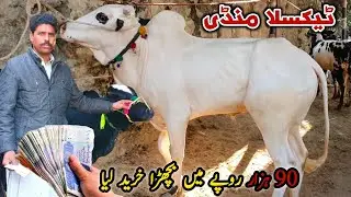 Taxila Mandi Latest Update 15 December 2023 | Domail K Fatehjangi Bulls