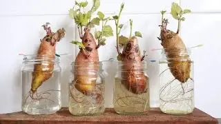زراعة البطاطا الحلوة  ببساطة Cultivation of sweet potatoes