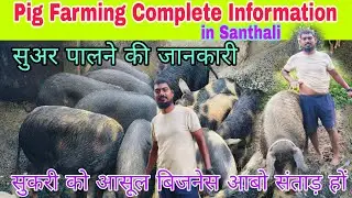 Pig Farming Complete Information in Santhali // All Information about Pig Farming // Sukari Basul...