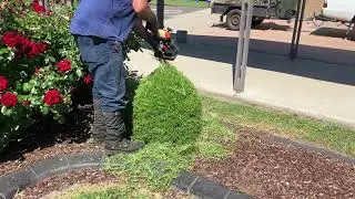 Rosemary topiary ✂️ - Echo