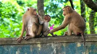 So sad...Poor baby monkey SACKY tells monkey SARIKA please don't touch my leg.