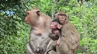 Mother Monkey Taking Care of Baby Monkeys