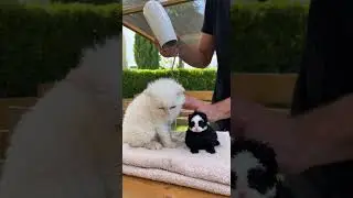 Appena arrivati in allevamento: Gatti panda in modalit&agrave; esplorazione 🏡🐾 #gatti  #sora2 #soralife